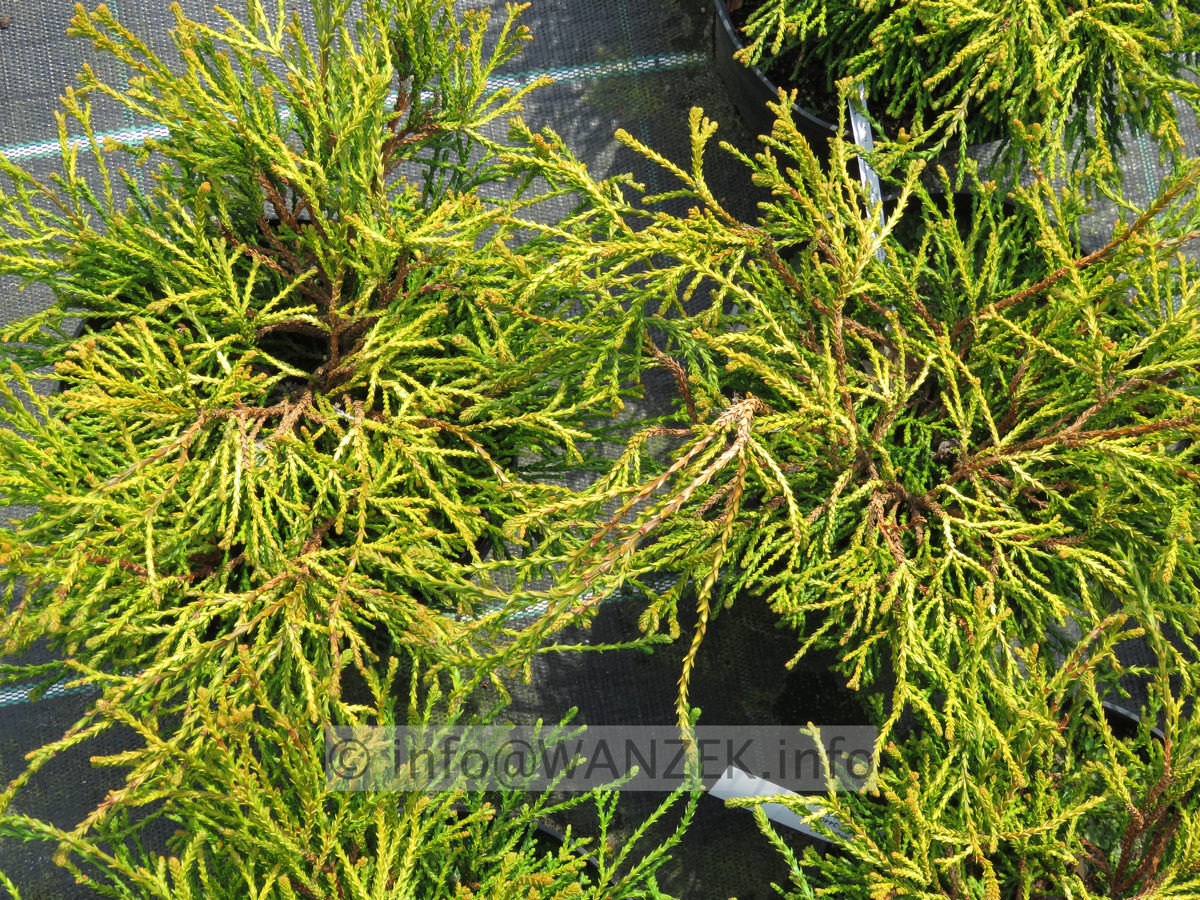 Chamaecyparis obtusa Gitte 01.JPG